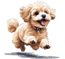 Fluffy Maltipoo Puppies